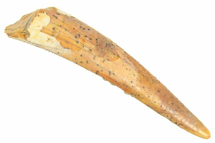 Fossil Pterosaur (Siroccopteryx) Tooth - Morocco #298535